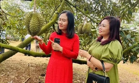 Sẽ tổ chức thả khinh khí cầu tại Lễ hội sầu riêng huyện Krông Pắk