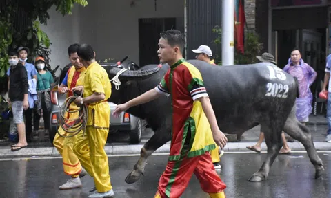 Ban tổ chức lễ hội chọi trâu Đồ Sơn lên tiếng nghi vấn trâu chọi bị tiêm chất kích thích