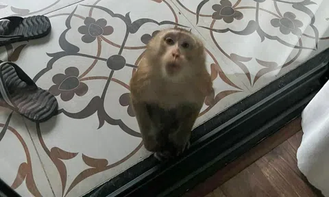 Khỉ hoang di chuyển hơn 10km, xuống nhà dân, tấn công trẻ em