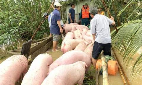 “Người trong vùng lũ có thể bị ướt nhưng lợn gà thì phải khô”