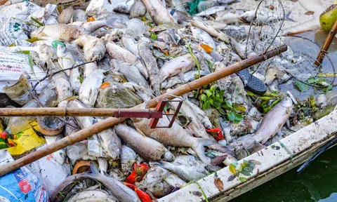 Hà Nội: Công nhân khẩn trương vớt cá chết nổi trên mặt hồ Tây