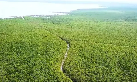 Bắt nguyên Giám đốc Vườn quốc gia Mũi Cà Mau