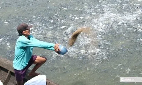 Đồng Tháp tổ chức Lễ hội Cá tra thu hút 50.000 người tham dự