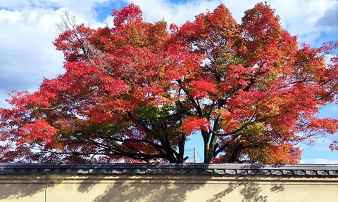 Mùa thu Nhật Bản qua ống kính 200 MP của Xiaomi 12T Pro