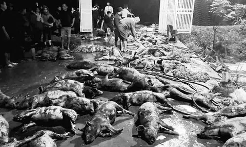 Xót xa khi gần 1.300 con lợn bị chết cháy trong đêm