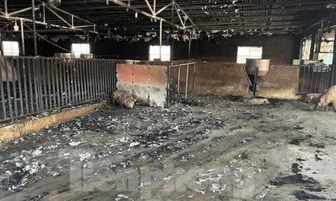 Cảnh tan hoang ở trang trại lợn hơn nghìn con bị lửa thiêu