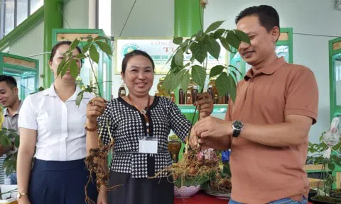 Quảng Nam sẽ tổ chức Lễ hội sâm quốc gia lần thứ nhất