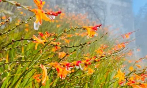 Nhiệt độ xuống dưới 0 độ C, đỉnh Fansipan xuất hiện băng giá