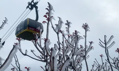 Băng giá phủ trắng trên cung đường lên đỉnh Fansipan