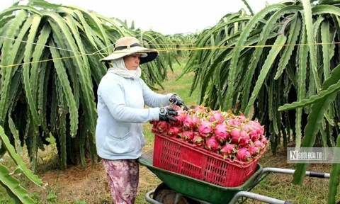 Bình Thuận: Cử tri đề nghị được cấp thêm điện chong đèn thanh long