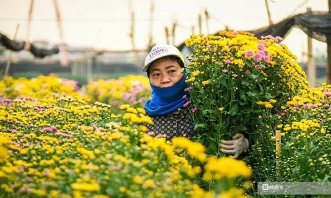 Hoa Tây Tựu đắt khách, hàng không đủ bán Tết