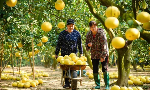 Thủ phủ bưởi Diễn tất bật thu hoạch phục vụ Tết