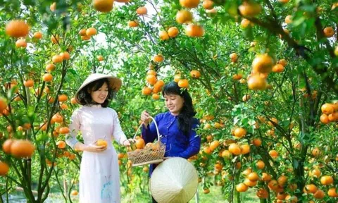 Lễ hội quýt hồng Lai Vung rộn ràng đón xuân Quý Mão