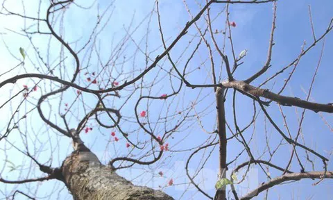Ngắm những gốc đào 'khủng' giá hàng chục triệu xuống phố đón Tết