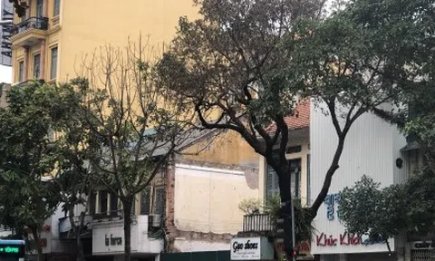 Cây xanh 80 tuổi ở trung tâm Thủ đô nghi bị đầu độc hoá chất