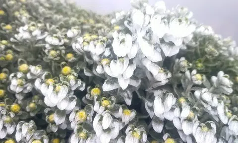 Miền Bắc có thể đón mưa tuyết, băng giá dịp gần Tết