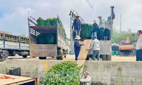 Trời vừa hửng nắng, tàu chạy hết công suất để kịp ‘chở Tết’ ra đảo Lý Sơn