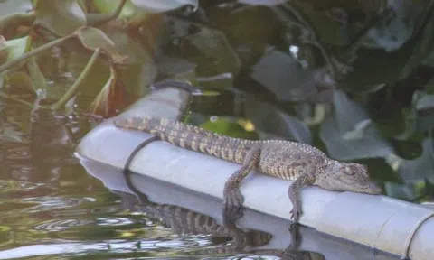 Xác minh nghi vấn cá sấu xuất hiện ở Đông Hà