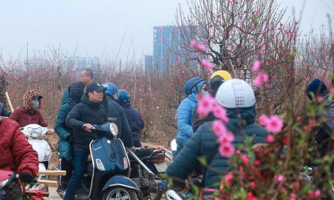 Làng đào Nhật Tân nhộn nhịp những ngày cận Tết Quý Mão 2023