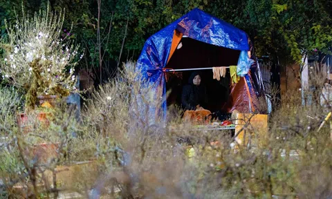 Người dân dựng lều trắng đêm trông đào, quất