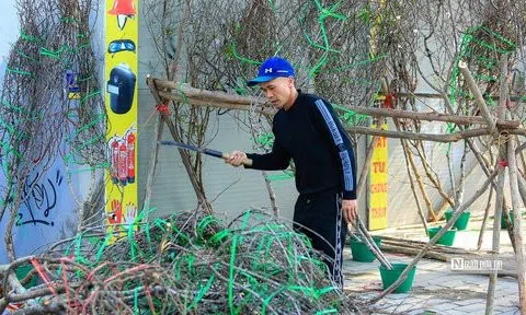 Tiểu thương ngậm ngùi chặt bỏ đào để về quê