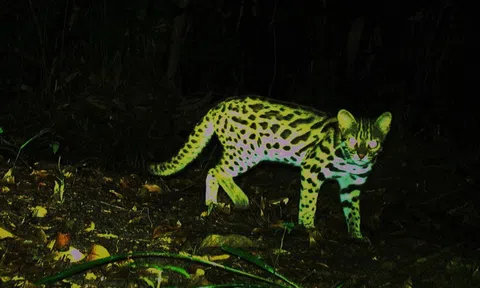 Ngắm loài mèo rừng quý hiếm trên đỉnh Trường Sơn