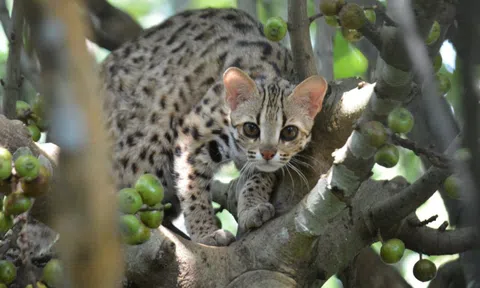 Những "hiệp sĩ" giải cứu mèo hoang dã