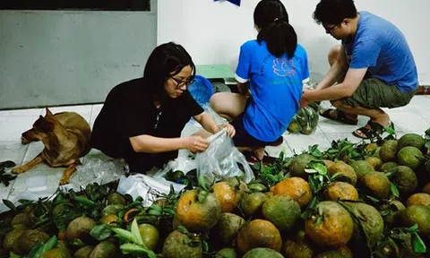 Cam sành rớt giá còn 1.000 đồng/kg, người trẻ ở TP.HCM trắng đêm "giải cứu" giúp bà con miền Tây