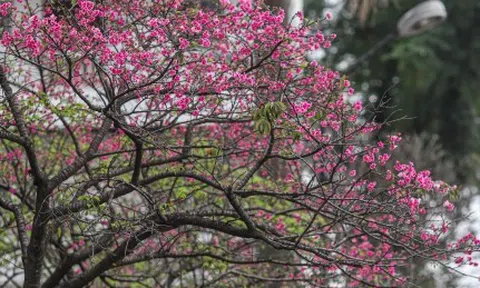 Ngắm hoa anh đào Nhật Bản khoe sắc ở Hà Nội