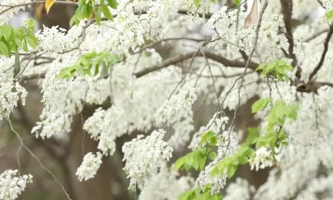 Hoa sưa nở trắng muốt giữa trời Hà Nội