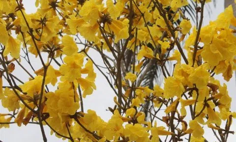 Ngẩn ngơ trước vẻ đẹp của mùa hoa tháng 2 ở Hà Nội