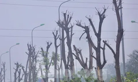 Hà Nội: Loạt cây xanh chết khô ở đại lộ Thăng Long, đơn vị nào chịu trách nhiệm?