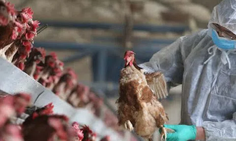 Bộ Y tế cảnh báo nguy cơ cúm gia cầm lây sang người xâm nhập Việt Nam
