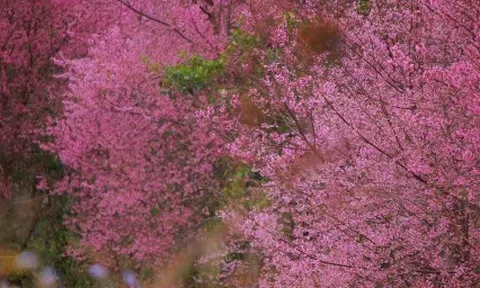 Sắc hoa rực rỡ, ngập tràn khắp hang cùng ngõ hẻm trên cả nước