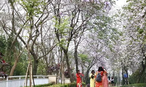 Người dân đổ xô 'check in' trên con đường hoa ban tím tuyệt đẹp trong khu đô thị nhà giàu