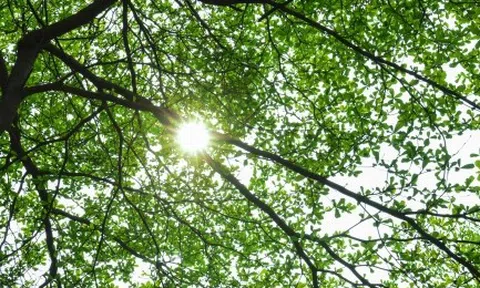 Người Hà Nội thích thú check in bên hàng cây bàng lá nhỏ xanh mơn mởn