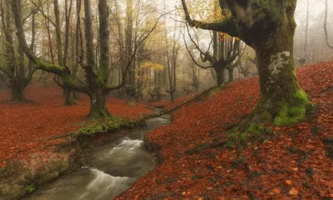 Những khu rừng lạ trên thế giới và ở Việt Nam