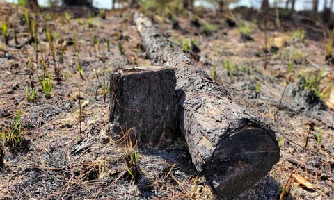 Cận cảnh rừng bị đốt phá, "đầu độc" trong dự án 25.000 tỉ đồng của Công ty Sài Gòn - Đại Ninh