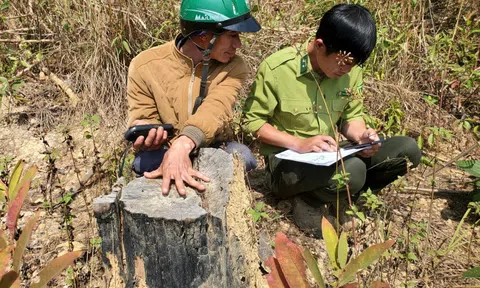 Dự án của Công ty Thác Rồng làm mất rừng, nhiều cán bộ Lạc Dương chịu trách nhiệm ra sao?