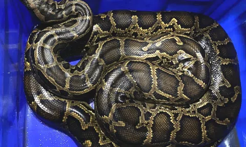 Người dân giao nộp trăn đất, tê tê quý hiếm