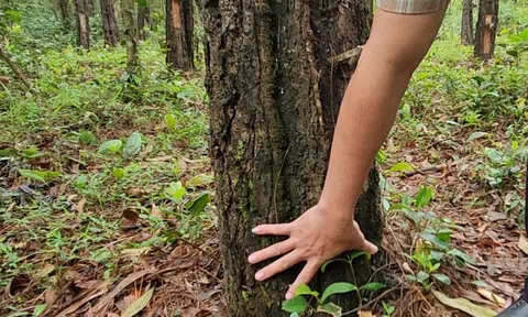 Kẻ xấu dùng chiêu "độc" với hàng loạt cây thông 33 năm tuổi