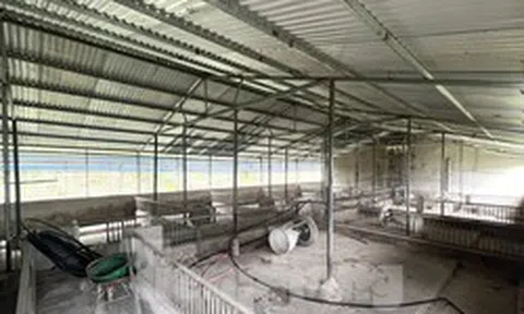 Cám cảnh trại lợn tiền tỷ trống trơn, người nuôi ‘treo chuồng’