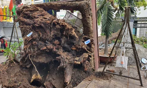 Ớn lạnh hình ảnh gốc cây đổ đè nhiều người và xe ở trường Trần Văn Ơn