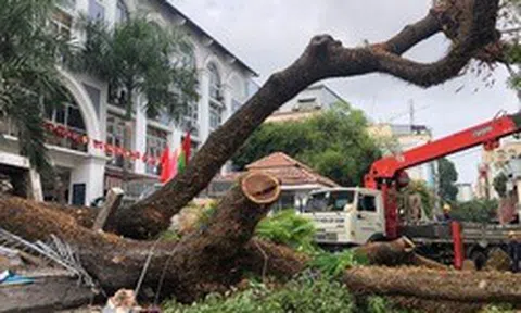 Ít nhất 2 người bị thương trong vụ bật gốc cây xanh ở quận 1