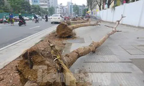 Hà Nội: Nhổ bỏ hàng cây tiền tỷ chết khô trên đường Huỳnh Thúc Kháng kéo dài