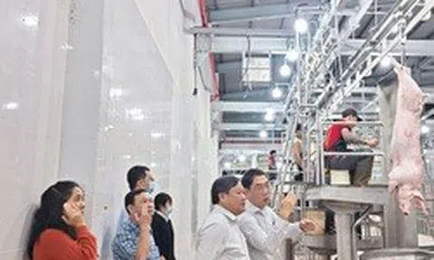 Chủ nhà máy giết mổ heo lớn nhất TP HCM gồng lỗ 2 tỉ đồng/tháng