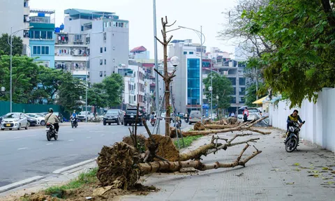 CLIP: Hàng cây tiền tỉ mới trồng bị chết khô, phải nhổ bỏ