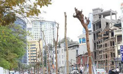 Hàng cây tiền tỷ 'mãi không thấy ra lá' trên tuyến đường giữa Thủ đô Hà Nội