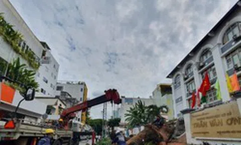 Cây xanh trong trường học bật gốc 7 người bị thương: Trách nhiệm thuộc về ai?