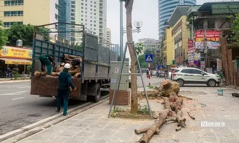 Chặt hạ hàng cây tiền tỷ mới trồng trên đường Huỳnh Thúc Kháng kéo dài